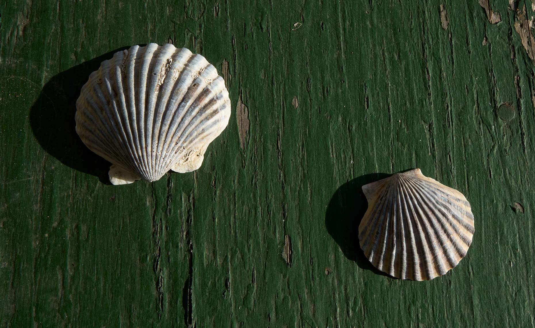 Scallop shells on green table