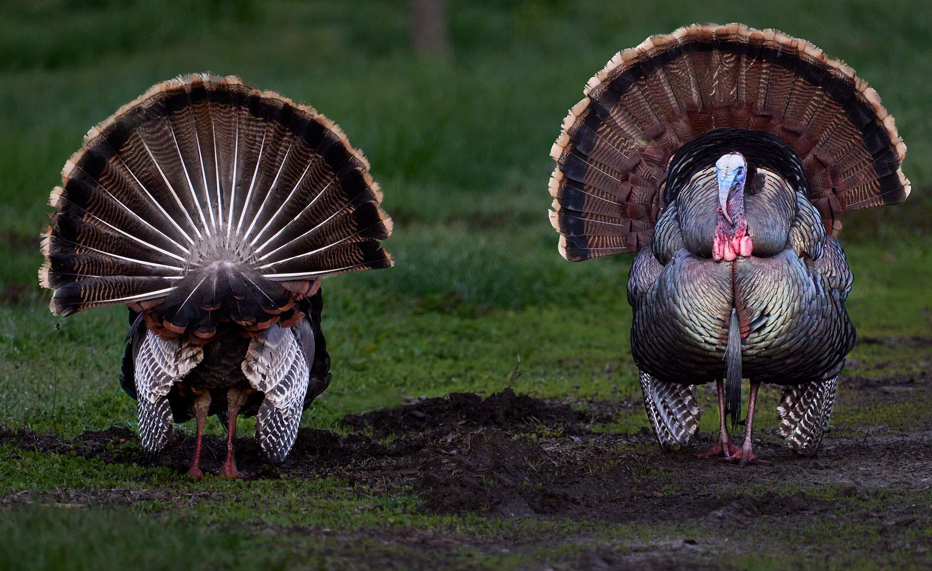 Turkeys Front and Back
